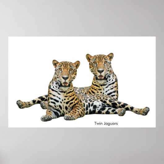 Jaguar afbeelding voor Poster (Voorkant)