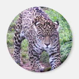 Jaguar Africa Oerwoud Safari Natuur Peace Destiny Magneet