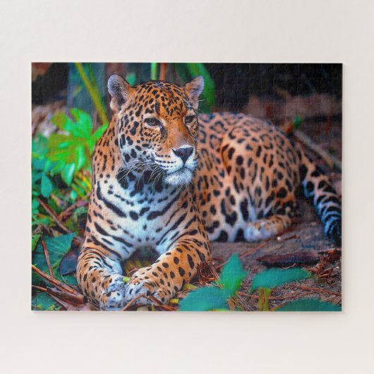 Jaguar Big Cats. Legpuzzel (Horizontaal)