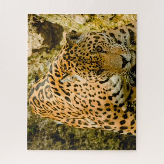Jaguar Big Cats. Legpuzzel (Verticaal)