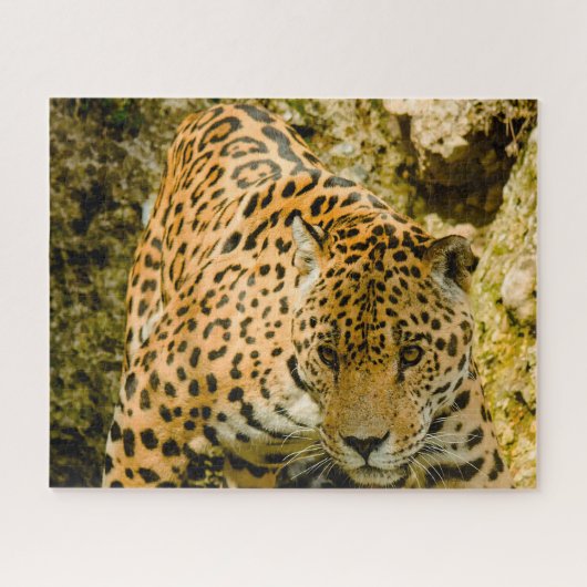 Jaguar Big Cats. Legpuzzel (Horizontaal)