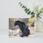 Jaguar black4x6 briefkaart (Staand voorkant)