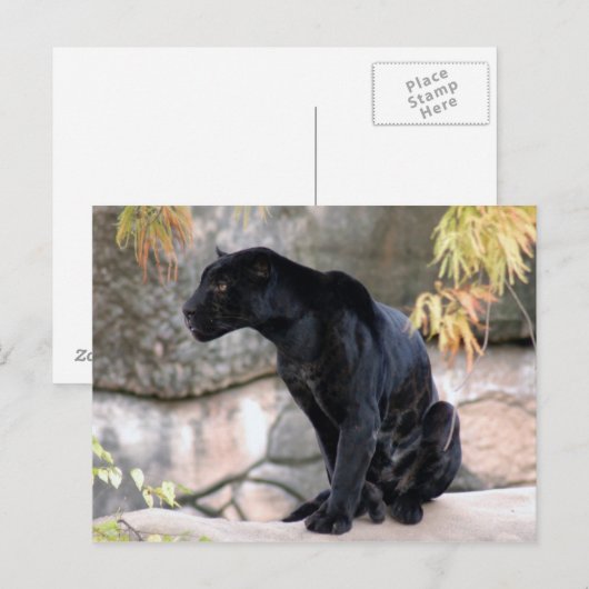 Jaguar black4x6 briefkaart (Voorkant / Achterkant)