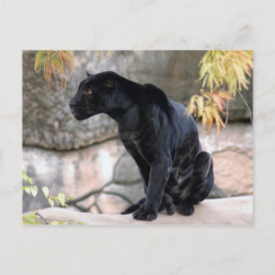 Jaguar black4x6 briefkaart