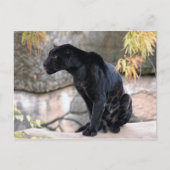 Jaguar black4x6 briefkaart (Voorkant)