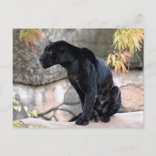 Jaguar black4x6 briefkaart (Voorkant)