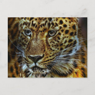 Jaguar Briefkaart