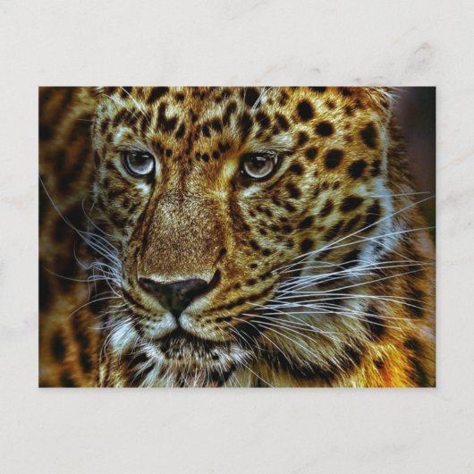 Jaguar Briefkaart (Voorkant)