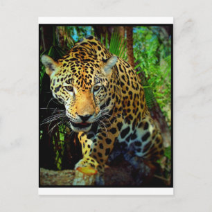 Jaguar Briefkaart