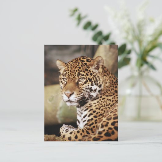 Jaguar Briefkaart (Staand voorkant)