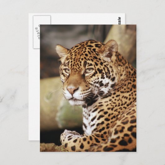 Jaguar Briefkaart (Voorkant / Achterkant)