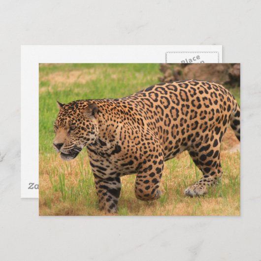 Jaguar Briefkaart (Voorkant / Achterkant)