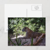 Jaguar Briefkaart (Voorkant / Achterkant)