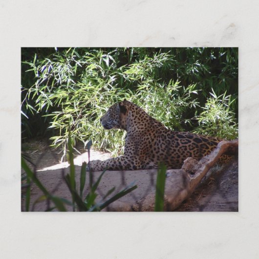 Jaguar Briefkaart (Voorkant)