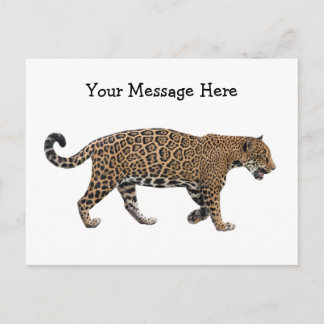 Jaguar Briefkaart