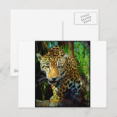 Jaguar Briefkaart (Voorkant / Achterkant)