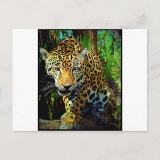 Jaguar Briefkaart