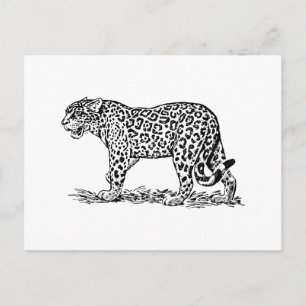 Jaguar Briefkaart