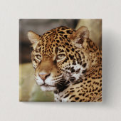 Jaguar Button (Voorkant)