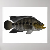 Jaguar Cichlid Poster (Voorkant)