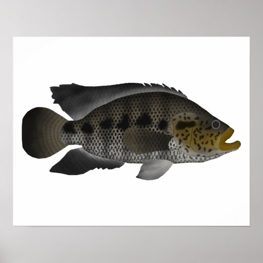 Jaguar Cichlid Poster (Voorkant)