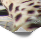 Jaguar Classic Poster -40x60 - andere formaten ook (Hoek)