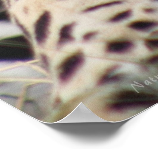 Jaguar Classic Poster -40x60 - andere formaten ook (Hoek)