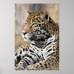 Jaguar Classic Poster -40x60 - andere formaten ook