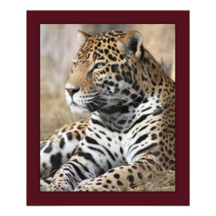Jaguar Classic Print -20x24 - andere formaten besc Foto Afdruk