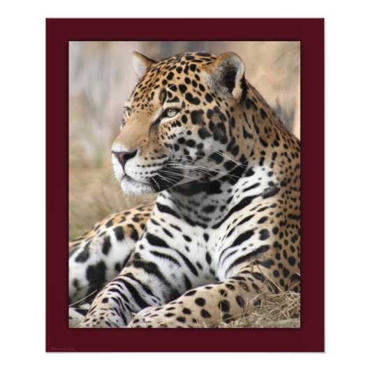 Jaguar Classic Print -20x24 - andere formaten besc Foto Afdruk (Voorkant)