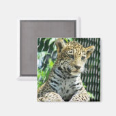 Jaguar Cub Magneet (Voorkant / Achterkant)