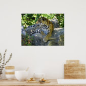 jaguar dichtbij een volledig schot poster (Keuken)