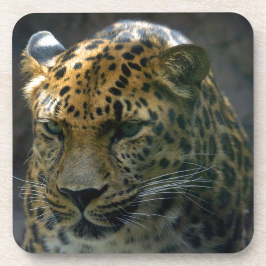 Jaguar Drankjes Onderzetter (Voorkant)