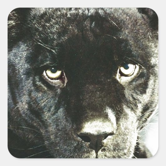 Jaguar Eyes Vierkante Sticker (Voorkant)