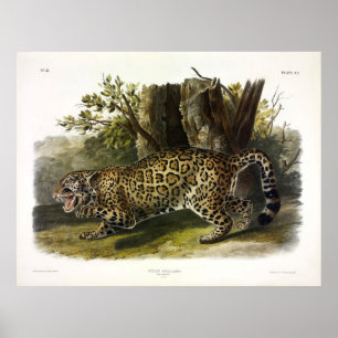 Jaguar (Felis Onca) (Panthera onca) van Audubon Poster