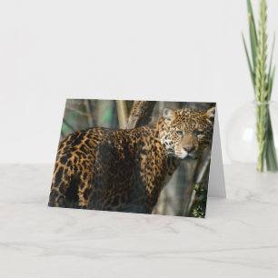 Jaguar Foto Wenskaart Kaart