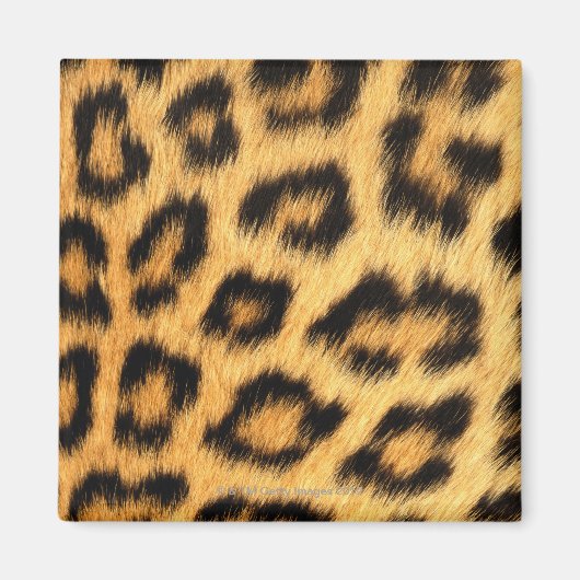 Jaguar Fur Magneet (Voorkant)