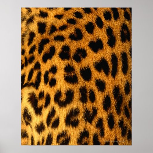 Jaguar Fur Poster (Voorkant)