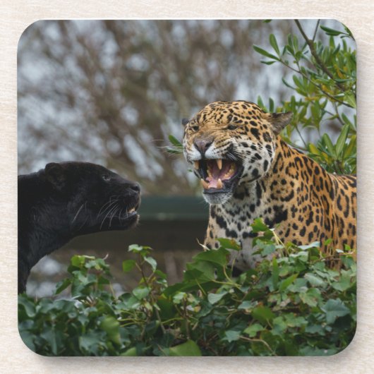 Jaguar Growl Bier Onderzetter (Voorkant)