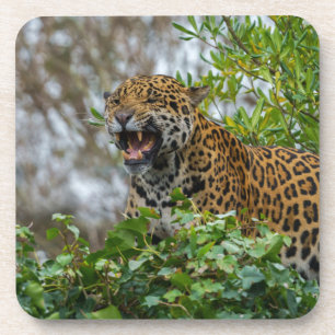 Jaguar Growl Bier Onderzetter