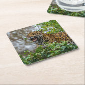 Jaguar Growl Kartonnen Onderzetters (Schuin)