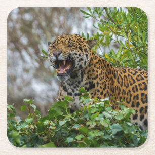 Jaguar Growl Kartonnen Onderzetters