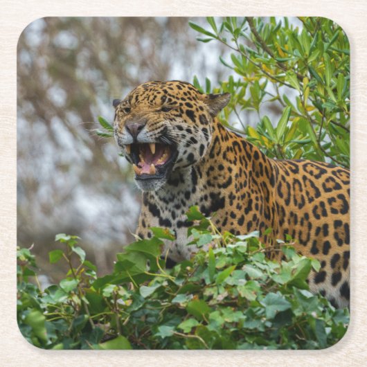 Jaguar Growl Kartonnen Onderzetters (Voorkant)