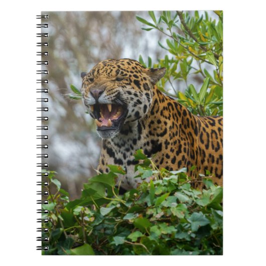 Jaguar Growl Notitieboek (Voorkant)