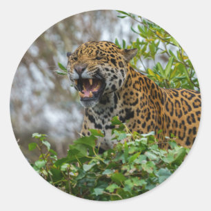 Jaguar Growl Ronde Sticker