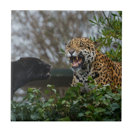 Jaguar Growl Tegeltje (Voorkant)