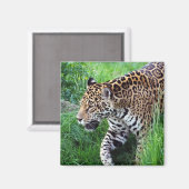 Jaguar Habitat Square Magnet (Voorkant / Achterkant)