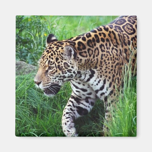 Jaguar Habitat Square Magnet (Voorkant)