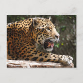 Jaguar III Briefkaart (Voorkant)