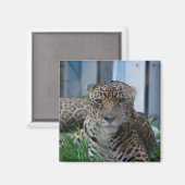 Jaguar Magneet (Voorkant / Achterkant)